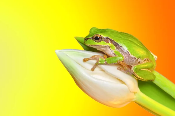 Beautiful Europaean Tree Frog Hyla Arborea — Stock Photo, Image