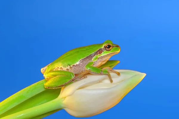 Krásná Europaean Strom Žába Hyla Arborea — Stock fotografie