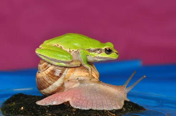 美丽的欧洲树蛙海树蛙 — 图库照片