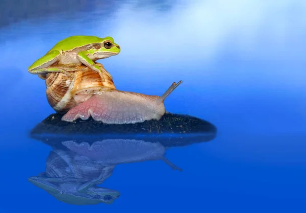 Beautiful Europaean Tree Frog Hyla Arborea — Stock Photo, Image