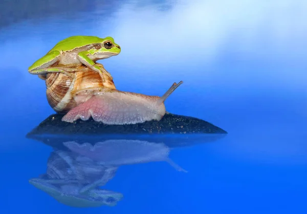 Beautiful Europaean Tree Frog Hyla Arborea — Stock Photo, Image