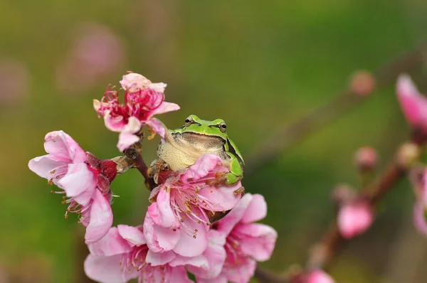 Όμορφη Βάτραχος Της Ευρώπης Hyla Arborea — Φωτογραφία Αρχείου