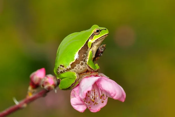 Beautiful Europaean Tree Frog Hyla Arborea — Stock Photo, Image