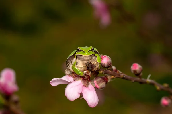 Όμορφη Βάτραχος Της Ευρώπης Hyla Arborea — Φωτογραφία Αρχείου