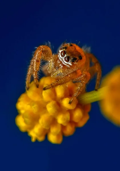 Κοντινό Πλάνο Όμορφο Άλμα Αράχνη — Φωτογραφία Αρχείου