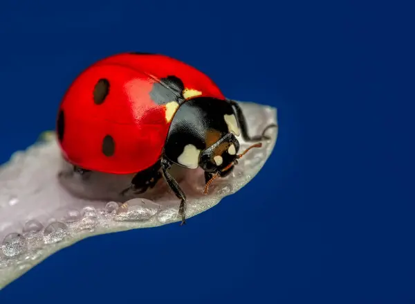 Belle Coccinelle Sur Fond Déconcentré Feuilles — Photo