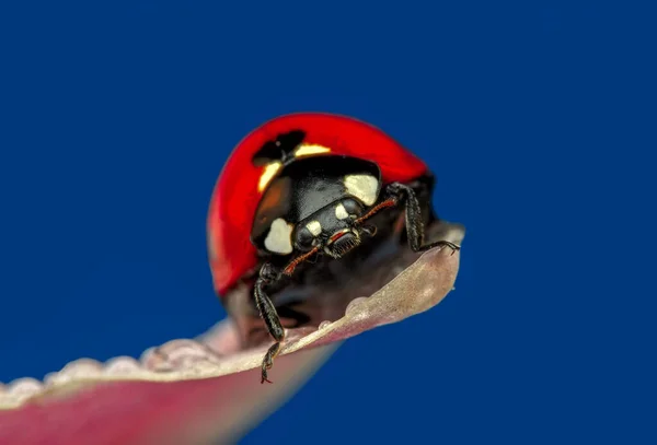 落叶背景上美丽的瓢虫 — 图库照片