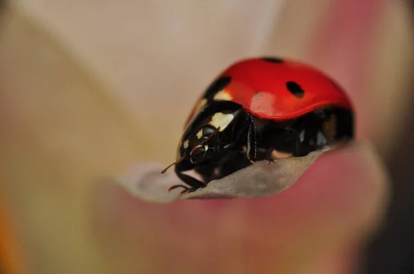 Belle Coccinelle Sur Fond Déconcentré Feuilles — Photo