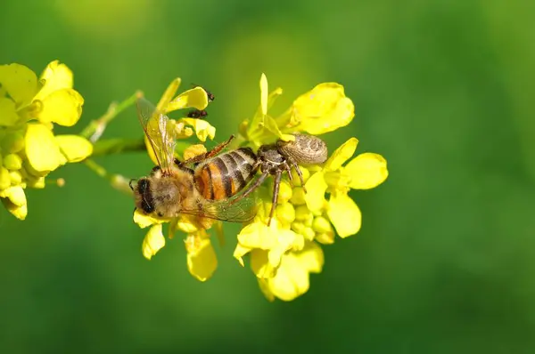 Schöne Krabbenspinne Beim Bienenschmaus Makroaufnahme — Stockfoto