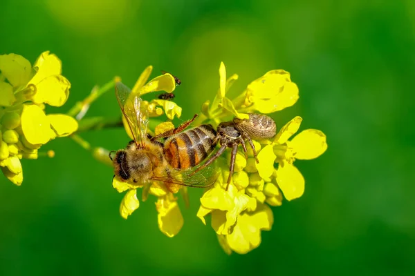 Schöne Krabbenspinne Beim Bienenschmaus Makroaufnahme — Stockfoto