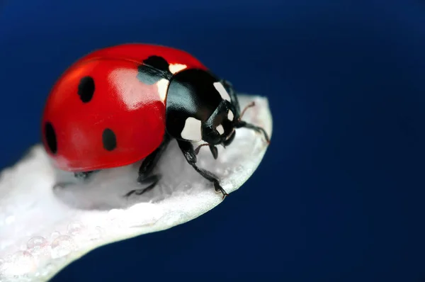 Belle Coccinelle Sur Fond Déconcentré Feuilles — Photo