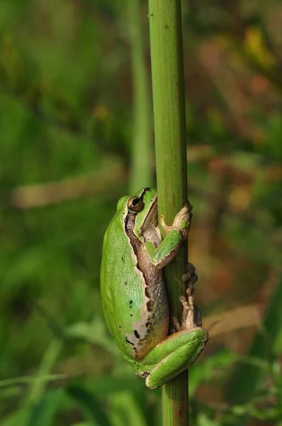 Européia Bonita Hyla Arborea — Fotografia de Stock