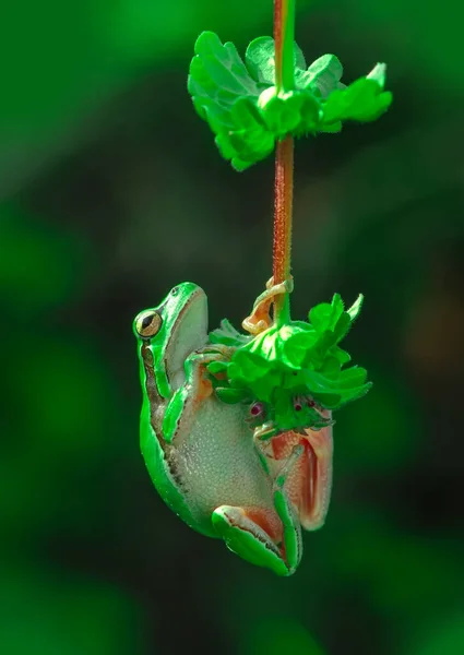 Piękna Żaba Drzewna Europaean Hyla Arborea — Zdjęcie stockowe