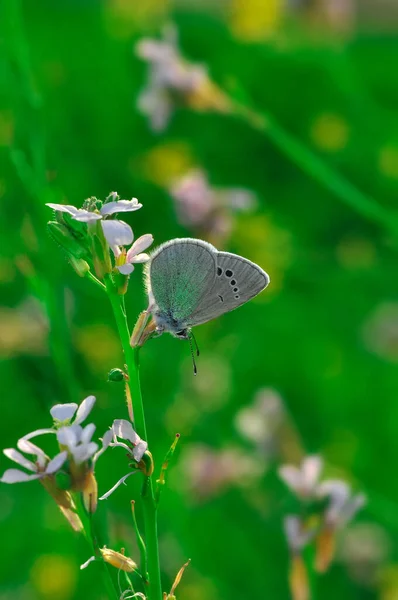 Macro Shots Bela Cena Natureza Closeup Bela Borboleta Sentado Flor — Fotografia de Stock