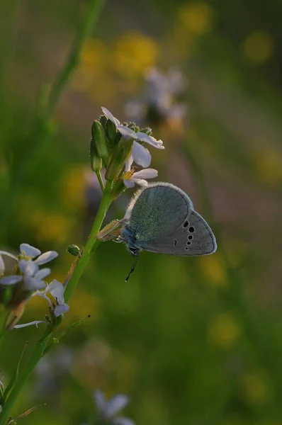 Macro Shots Belle Scène Nature Gros Plan Beau Papillon Assis — Photo