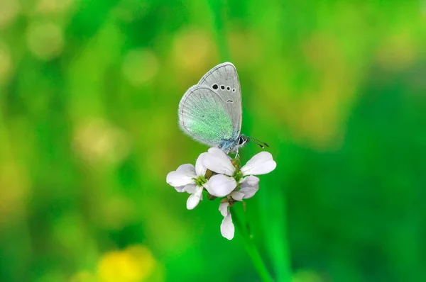 Macro Shots Belle Scène Nature Gros Plan Beau Papillon Assis — Photo