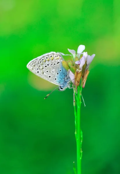 Macro Shots Bela Cena Natureza Closeup Bela Borboleta Sentado Flor — Fotografia de Stock