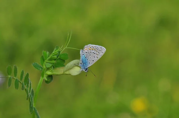 Fotos Macro Hermosa Escena Naturaleza Primer Plano Hermosa Mariposa Sentada — Foto de Stock