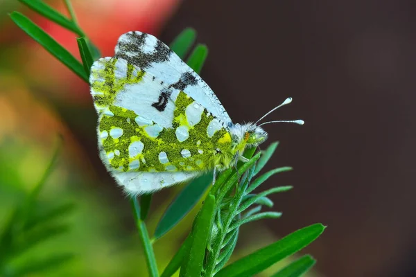 Macro Shots Beautiful Nature Scene Closeup Beautiful Butterfly Sitting Flower — Stock Photo, Image