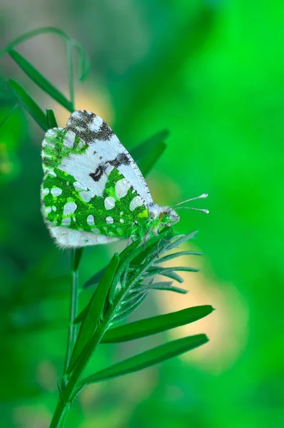 Macro Shots Bela Cena Natureza Closeup Bela Borboleta Sentado Flor — Fotografia de Stock