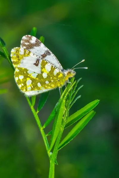 Macro Shots Bela Cena Natureza Closeup Bela Borboleta Sentado Flor — Fotografia de Stock