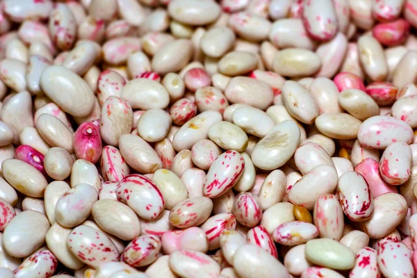 Pinto beans, crimson beans variety of common bean (Phaseolus vulgaris) aka borlotti beans or cranberry beans legumes vegetables vegetarian food