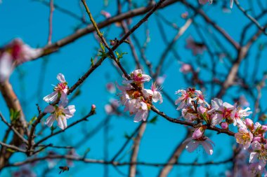Bahar çiçeği arka planı. Çiçek açan ağaç ve güneş ışığıyla güzel bir doğa sahnesi. Güneşli bir gün. Bahar çiçekleri. Bulanık arkaplan. İlkbahar