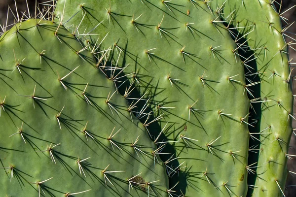 Belle Floraison Cactus Sauvage Désert — Photo