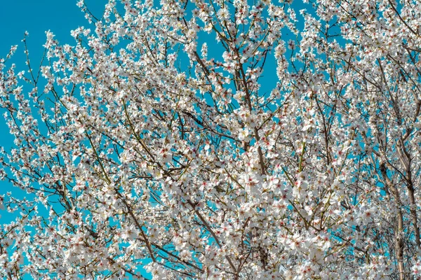 Fundo Flor Primavera Bela Cena Natureza Com Flare Árvore Sol — Fotografia de Stock