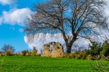 Dramatik gökyüzü ve gündoğumu yaşlı yalnız ağacın üzerinde