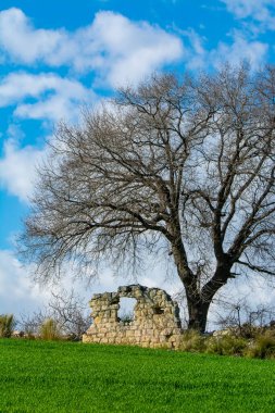 Dramatik gökyüzü ve gündoğumu yaşlı yalnız ağacın üzerinde