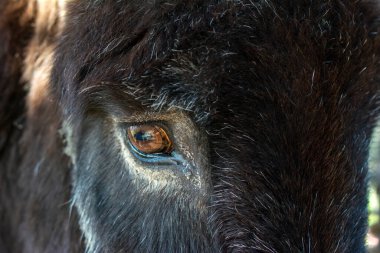 Eşeğin gözünün kapağı çok güzel.
