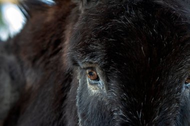 Eşeğin gözünün kapağı çok güzel.