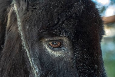 Eşeğin gözünün kapağı çok güzel.