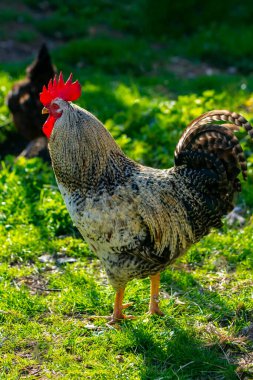 Açık havada güneşli bir günde renkli horoz ve tavuklar