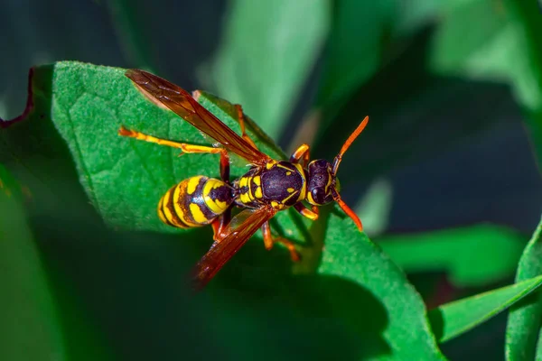 Gyönyörű Medián Darázs Dolichovespula Portré — Stock Fotó