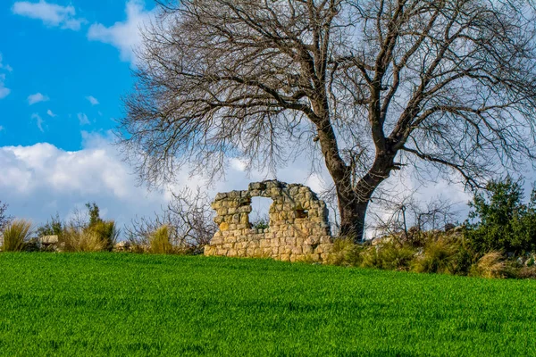 Dramatik gökyüzü ve gündoğumu yaşlı yalnız ağacın üzerinde
