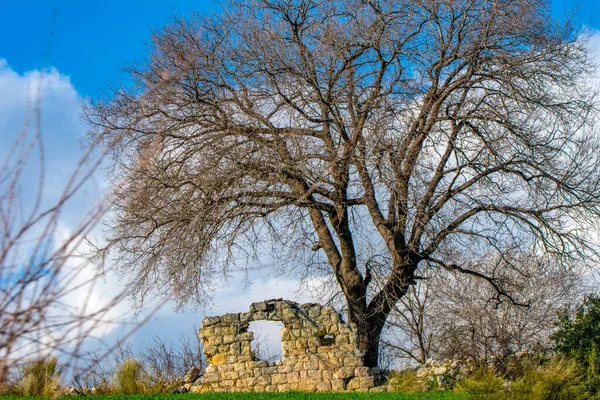 Dramatik gökyüzü ve gündoğumu yaşlı yalnız ağacın üzerinde