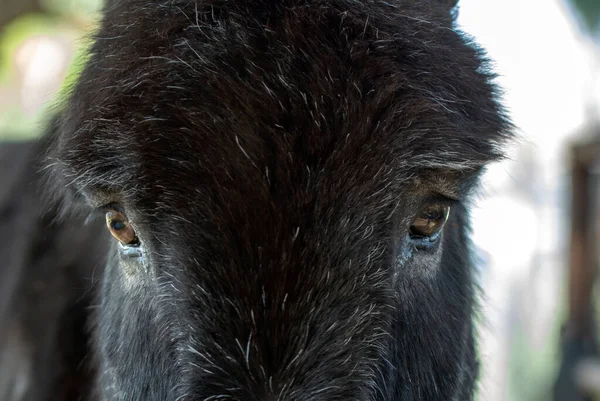 Hermoso Primer Plano Del Ojo Burro — Foto de Stock