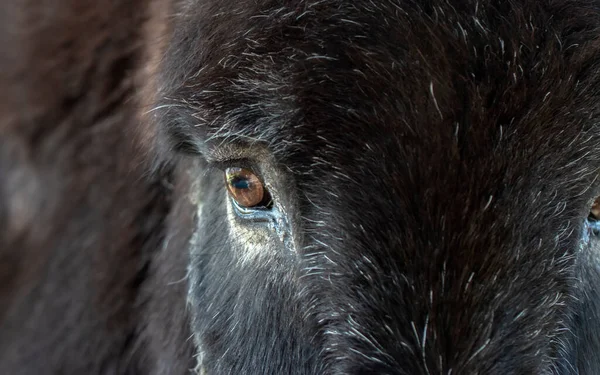 Eşeğin gözünün kapağı çok güzel.