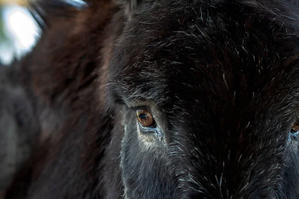 Eşeğin gözünün kapağı çok güzel.