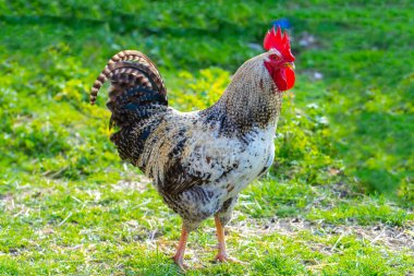 Açık havada güneşli bir günde renkli horoz ve tavuklar