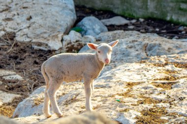 Güzel keçi ve şirin kuzular gün doğumunda sarı çayırlar üzerinde