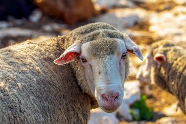 Güzel keçi ve şirin kuzular gün doğumunda sarı çayırlar üzerinde