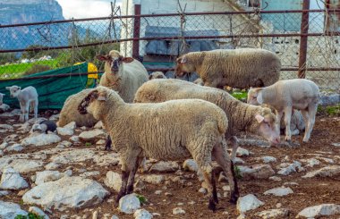 Yeşil doğadaki güzel arı makrosu 