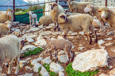 Güzel keçi ve şirin kuzular gün doğumunda sarı çayırlar üzerinde