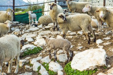 Güzel keçi ve şirin kuzular gün doğumunda sarı çayırlar üzerinde
