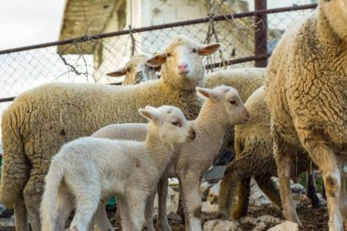 Güzel keçi ve şirin kuzular gün doğumunda sarı çayırlar üzerinde