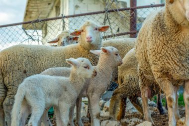 Güzel keçi ve şirin kuzular gün doğumunda sarı çayırlar üzerinde