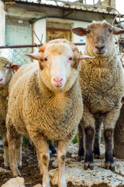 Güzel keçi ve şirin kuzular gün doğumunda sarı çayırlar üzerinde